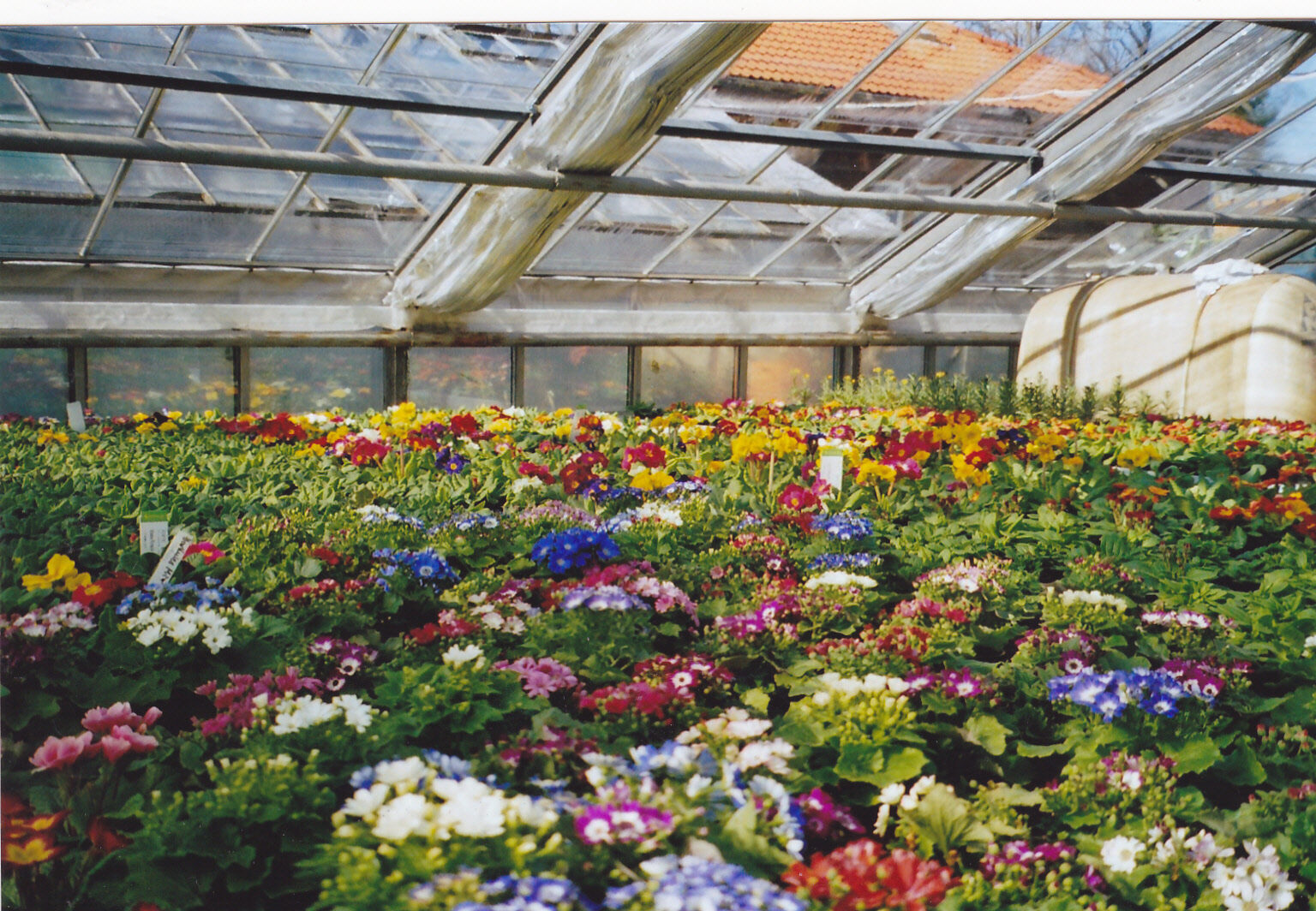 Blumenarrangement